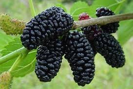 Mulberry Black Persian